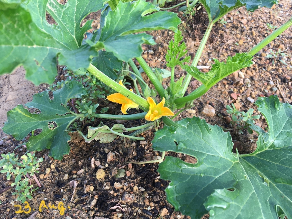 ズッキーニの花 農地売ります 譲ります