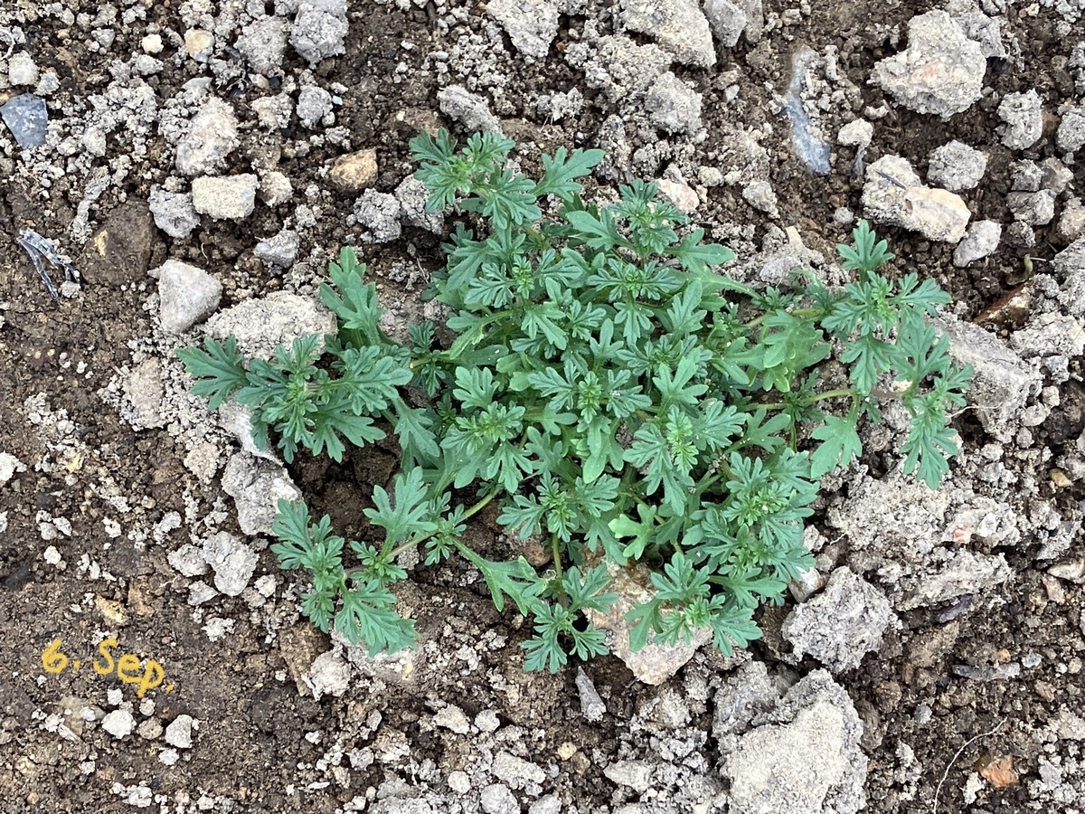 バーベナ スイカ マリーゴールド 晩御飯はカレーライス 農地売ります 譲ります