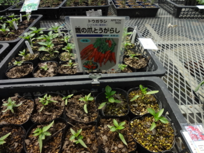 f:id:nouenn:20130509113729j:image