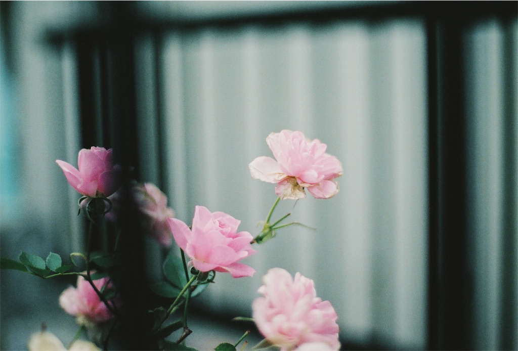 f:id:nougakubu:20210415000121j:image