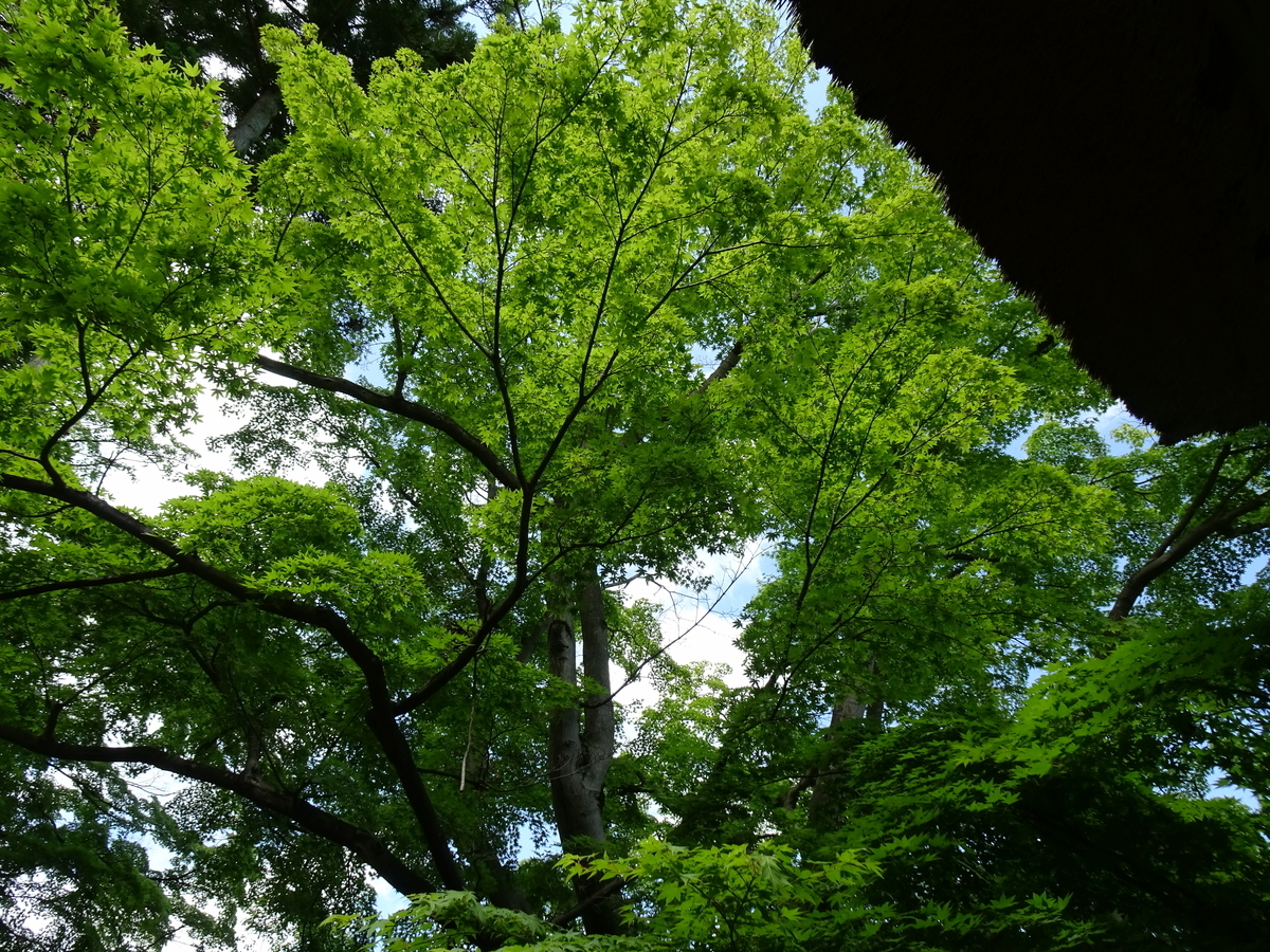 f:id:nounaikaikaku:20200621195753j:plain
