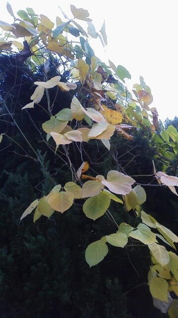 画像を等倍で表示します 画像