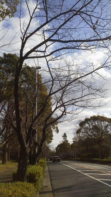 画像を等倍で表示します 画像