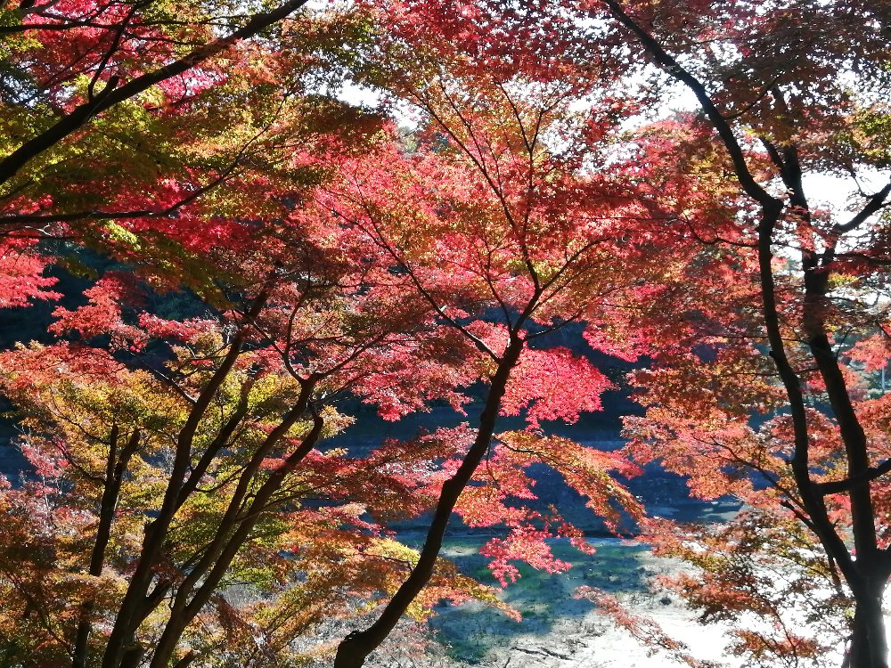 ちょっとそこまで 今年も東公園 紅葉まつりへ 2024.12.02