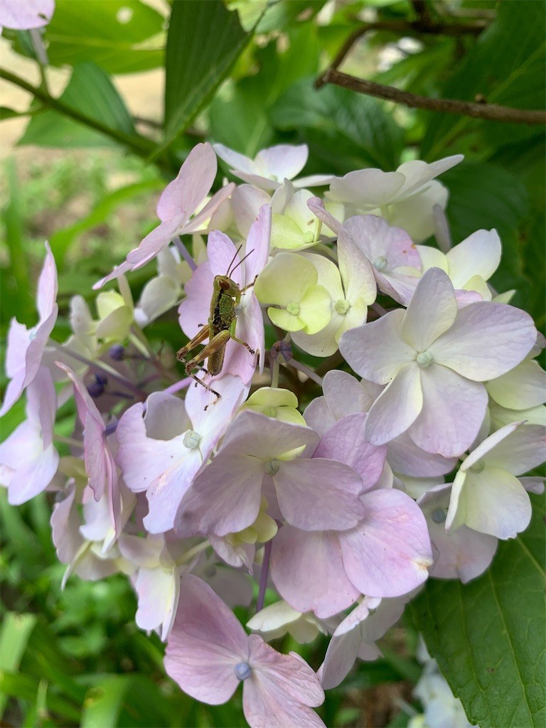 f:id:novchan:20200628183219j:image
