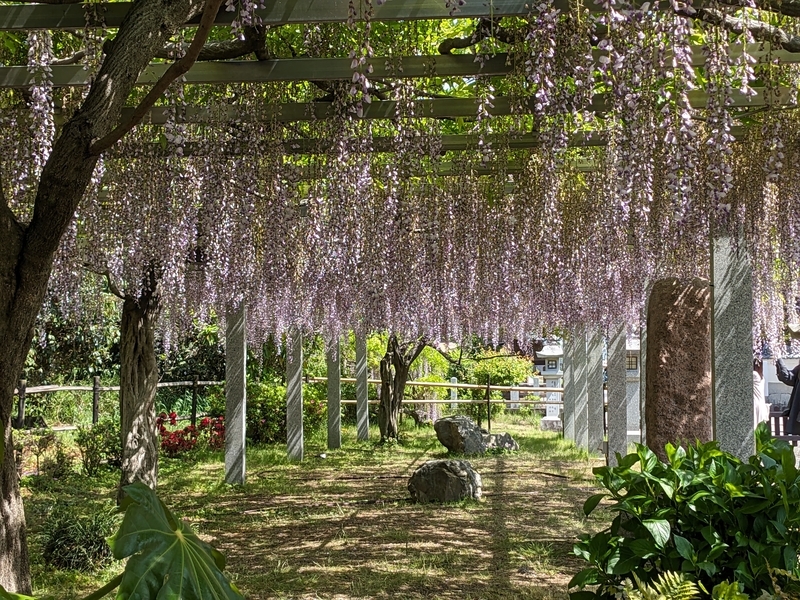 藤の花