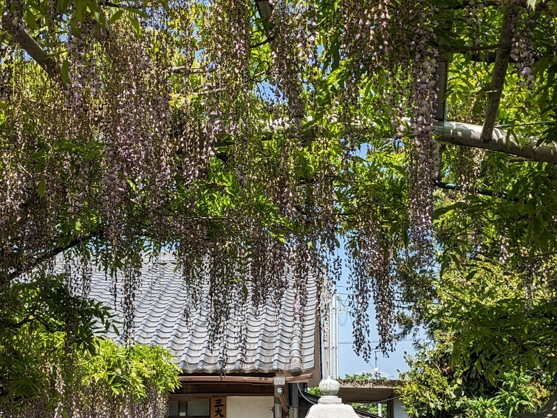 藤の花
