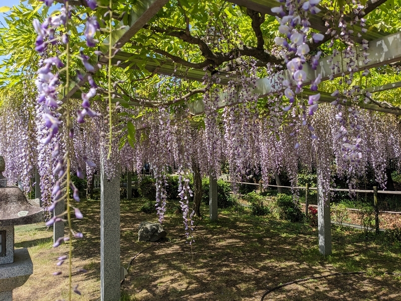 藤の花