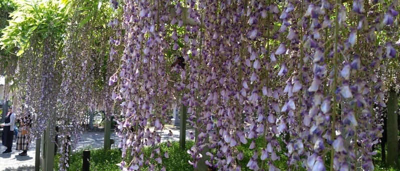 藤の花