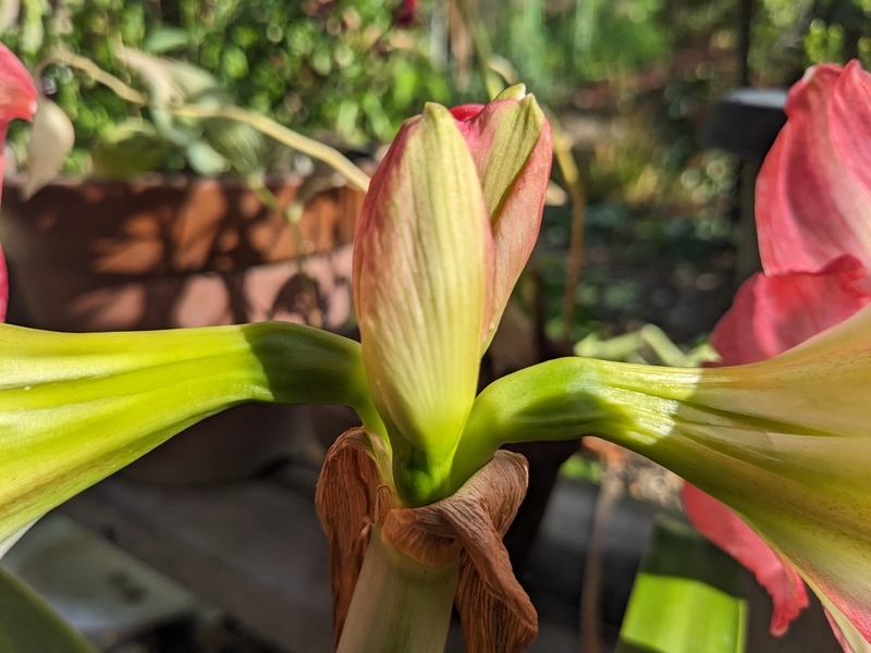アマリリスの蕾