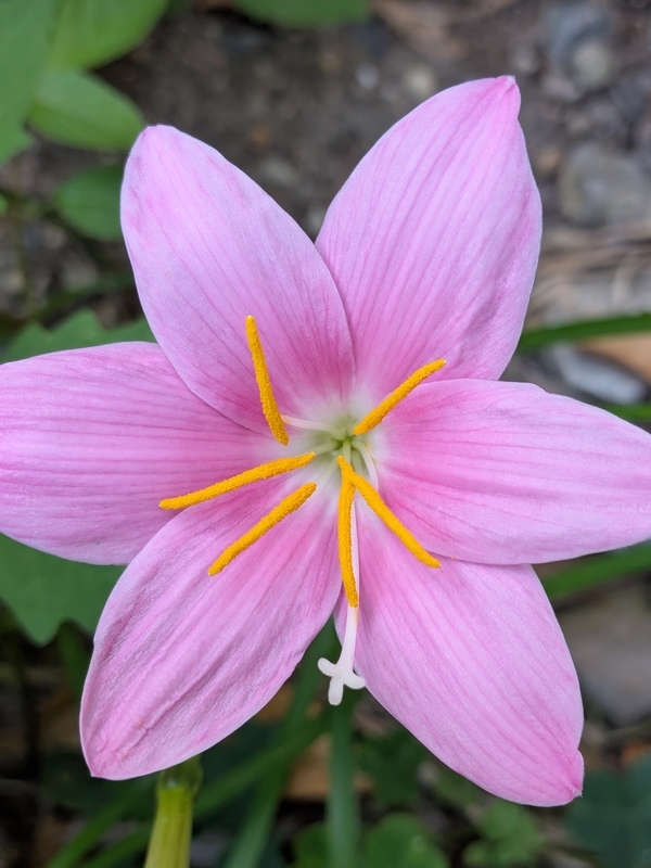 Zephyranthes carinata