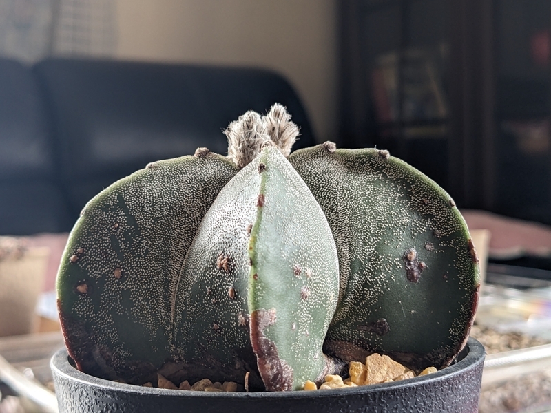 Astrophytum myriostigma