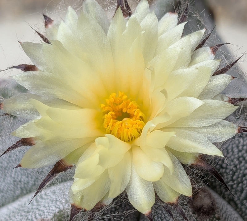 Astrophytum myriostigma flower