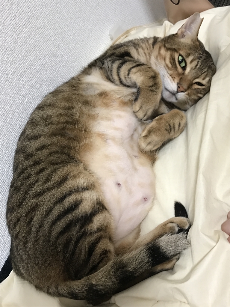 f:id:novice_pkSQ_B:20190219191809j:plain
