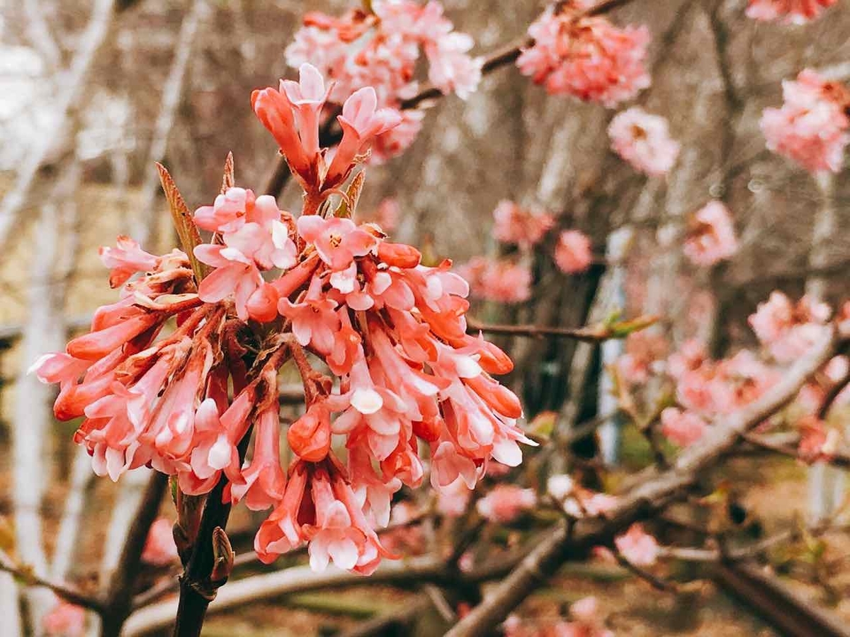 The High Line　桜