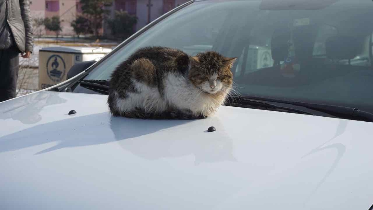 トルコ　パムッカレ　猫