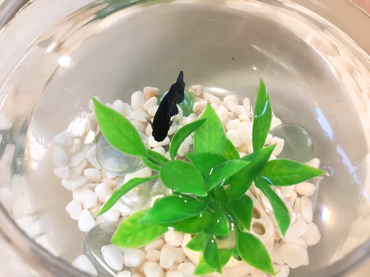 ジョージア　美容院　金魚