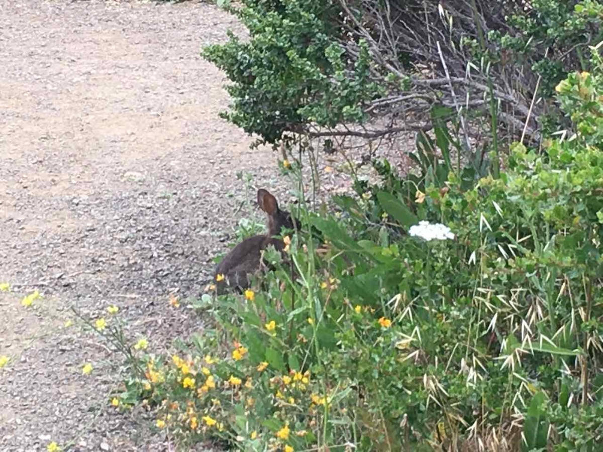 アメリカのうさぎ