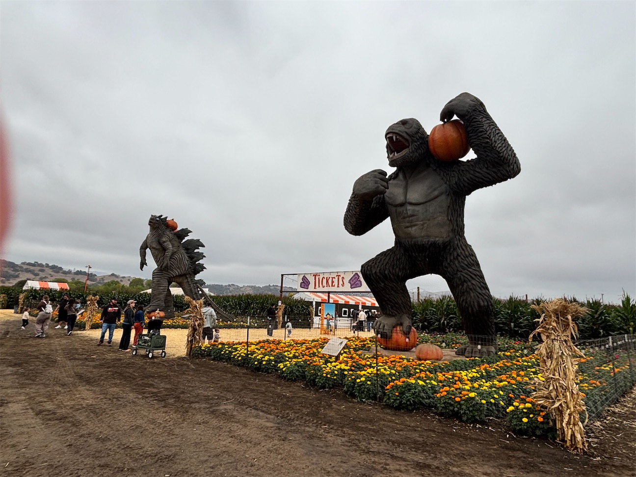 アメリカ・Spina Farms Pumpkin Patch｜料金・駐車場・アトラクション