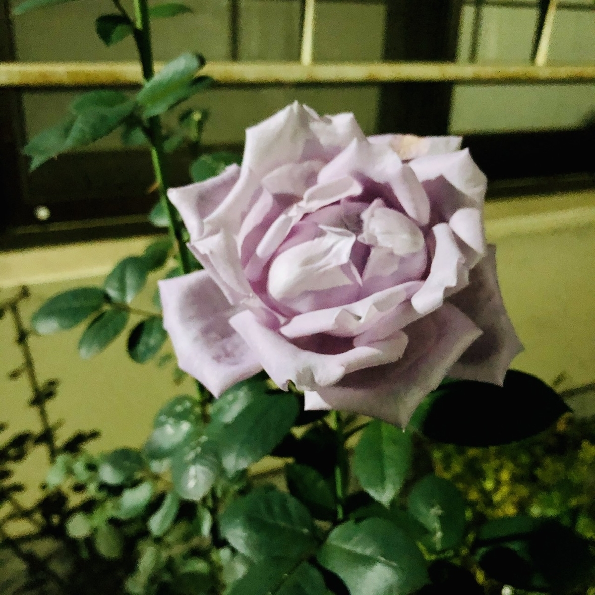 f:id:nowhereman-yes-love:20201028123743j:plain f:id:nowhereman-yes-love:20201028123743j:plain