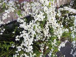 f:id:noyama_ko:20190403172120j:plain f:id:noyama_ko:20190403172120j:plain