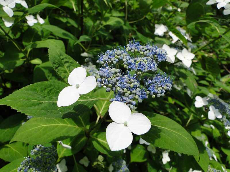f:id:noyama_ko:20190602094705j:plain f:id:noyama_ko:20190602094705j:plain