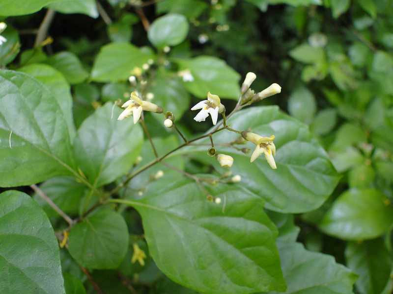 f:id:noyama_ko:20190602094814j:plain f:id:noyama_ko:20190602094814j:plain