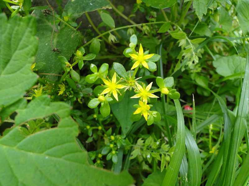 f:id:noyama_ko:20190602095024j:plain f:id:noyama_ko:20190602095024j:plain