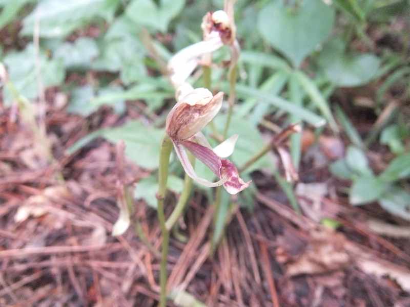 f:id:noyama_ko:20190720192404j:plain f:id:noyama_ko:20190720192404j:plain