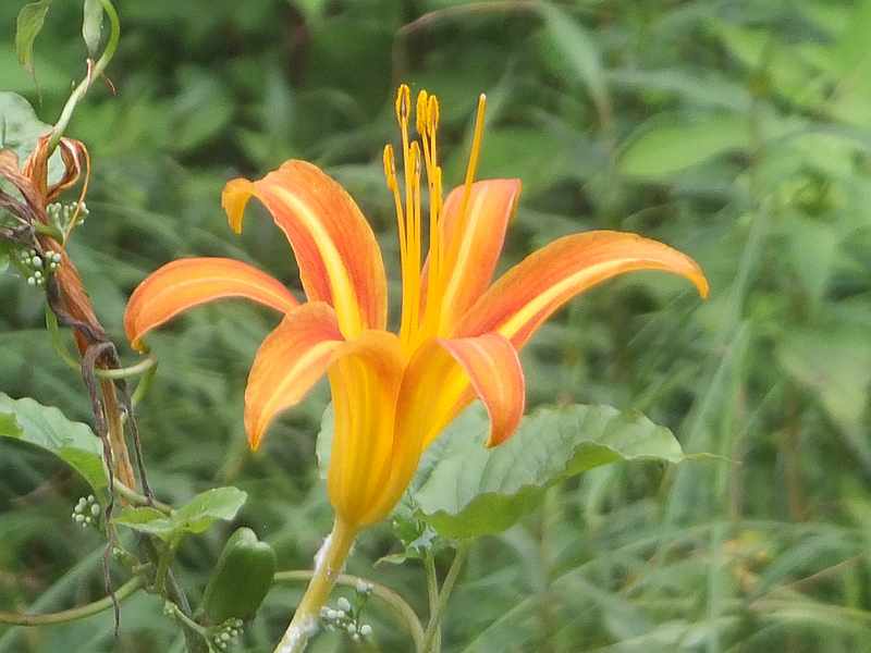 f:id:noyama_ko:20190720192539j:plain f:id:noyama_ko:20190720192539j:plain