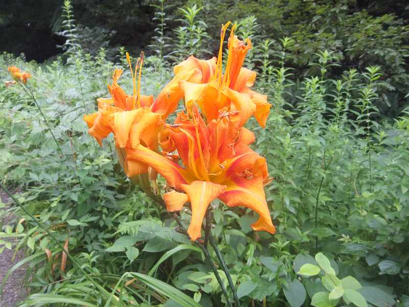 f:id:noyama_ko:20190720192559j:plain f:id:noyama_ko:20190720192559j:plain