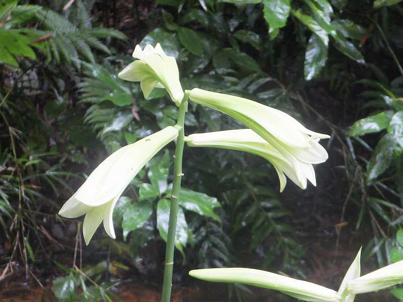 f:id:noyama_ko:20190720192848j:plain f:id:noyama_ko:20190720192848j:plain