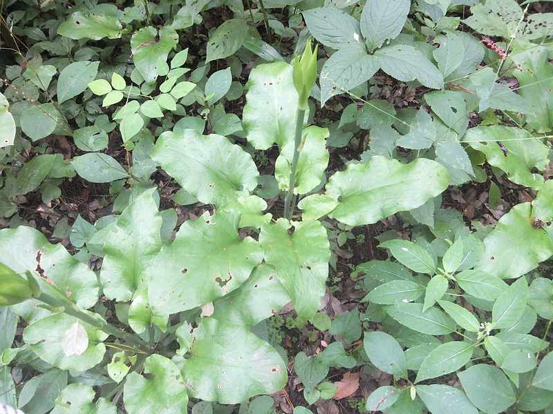 f:id:noyama_ko:20190720192947j:plain f:id:noyama_ko:20190720192947j:plain