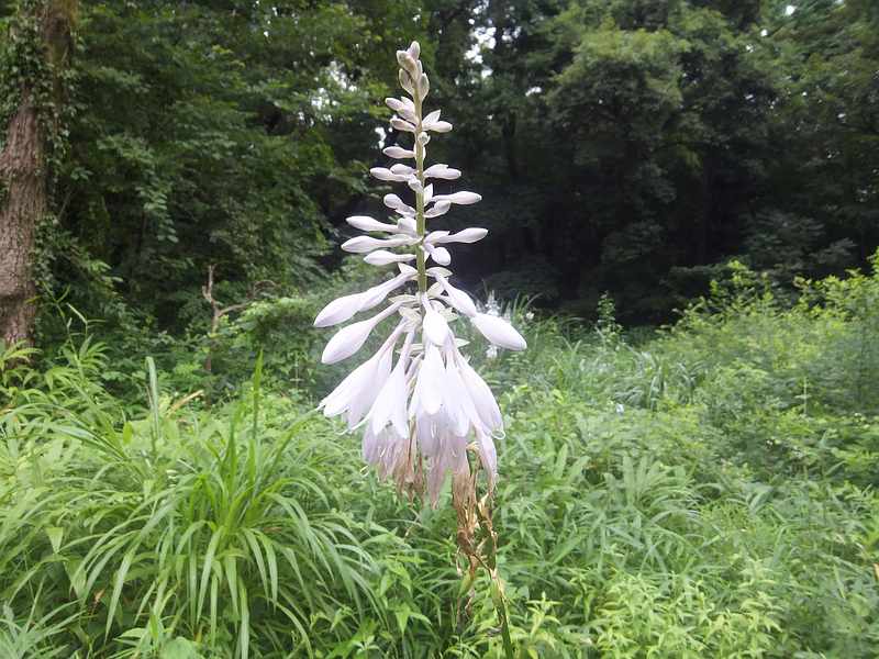 f:id:noyama_ko:20190720193252j:plain f:id:noyama_ko:20190720193252j:plain