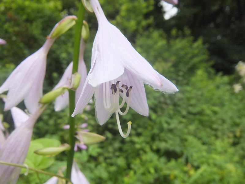 f:id:noyama_ko:20190720193311j:plain f:id:noyama_ko:20190720193311j:plain