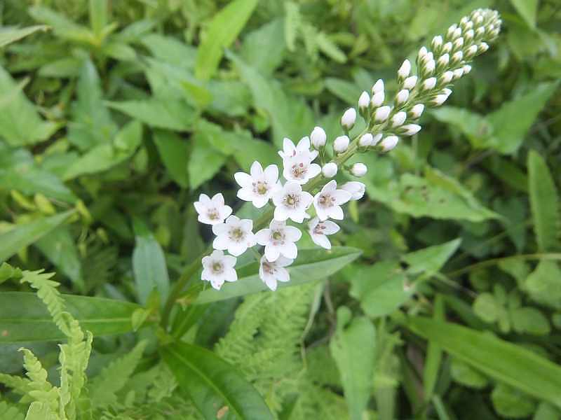 f:id:noyama_ko:20190721140904j:plain f:id:noyama_ko:20190721140904j:plain