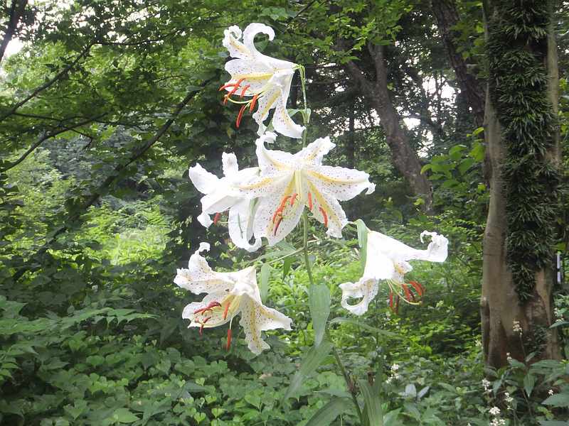 f:id:noyama_ko:20190721141045j:plain f:id:noyama_ko:20190721141045j:plain