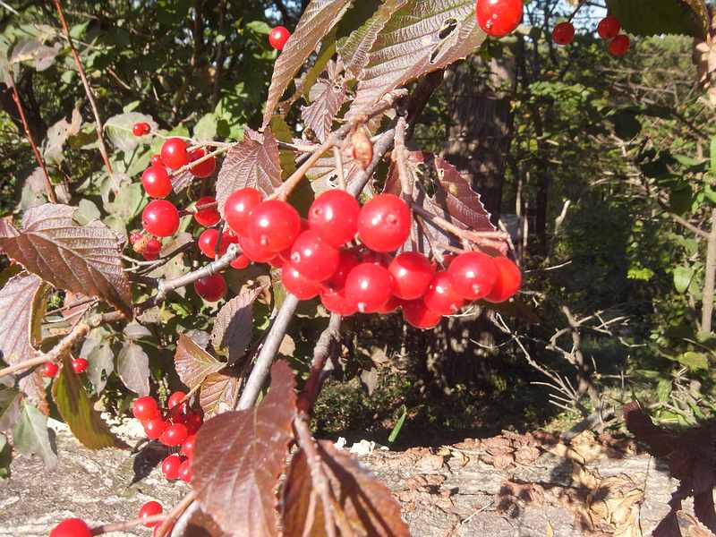 f:id:noyama_ko:20191109224712j:plain f:id:noyama_ko:20191109224712j:plain