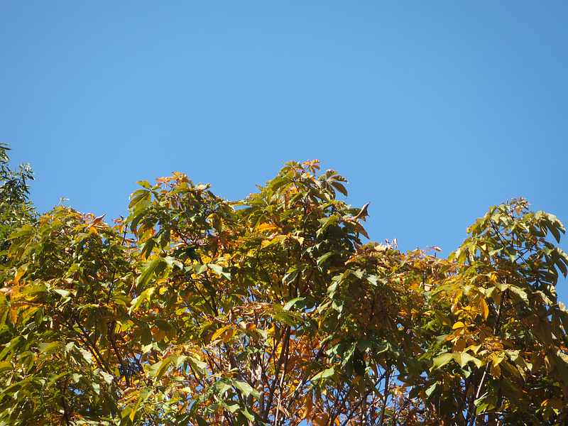 f:id:noyama_ko:20191109225123j:plain f:id:noyama_ko:20191109225123j:plain
