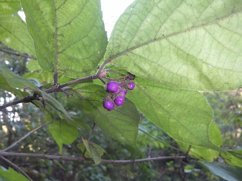 f:id:noyama_ko:20191109225342j:plain f:id:noyama_ko:20191109225342j:plain