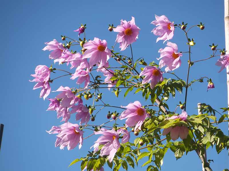 f:id:noyama_ko:20191120203033j:plain f:id:noyama_ko:20191120203033j:plain