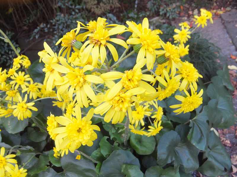 f:id:noyama_ko:20191120203326j:plain f:id:noyama_ko:20191120203326j:plain