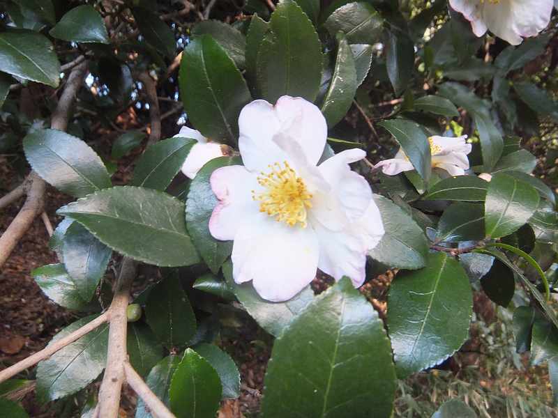f:id:noyama_ko:20191120203535j:plain f:id:noyama_ko:20191120203535j:plain