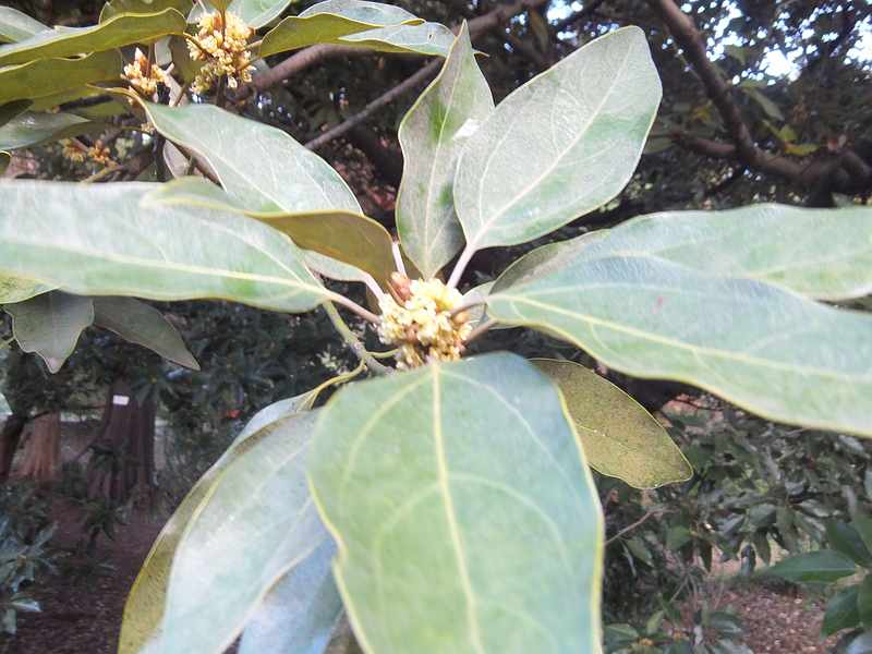 f:id:noyama_ko:20191120203557j:plain f:id:noyama_ko:20191120203557j:plain