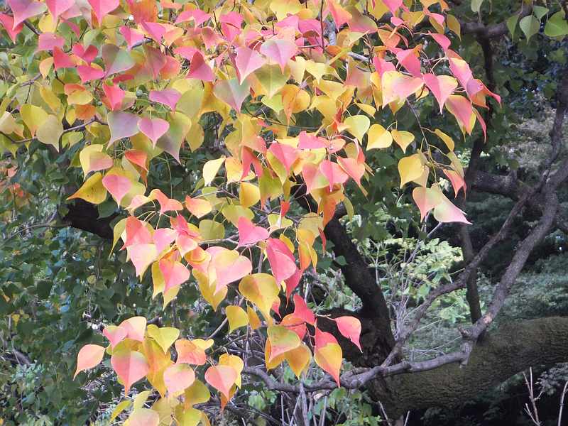 f:id:noyama_ko:20191120203716j:plain f:id:noyama_ko:20191120203716j:plain