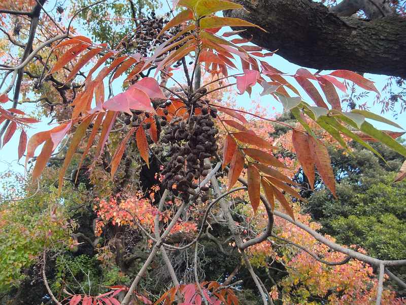 f:id:noyama_ko:20191120203744j:plain f:id:noyama_ko:20191120203744j:plain