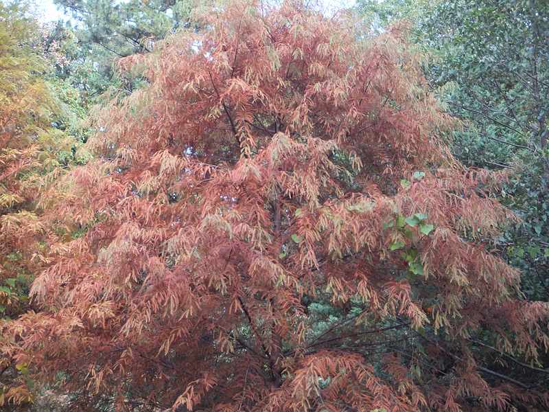 f:id:noyama_ko:20191120204006j:plain f:id:noyama_ko:20191120204006j:plain