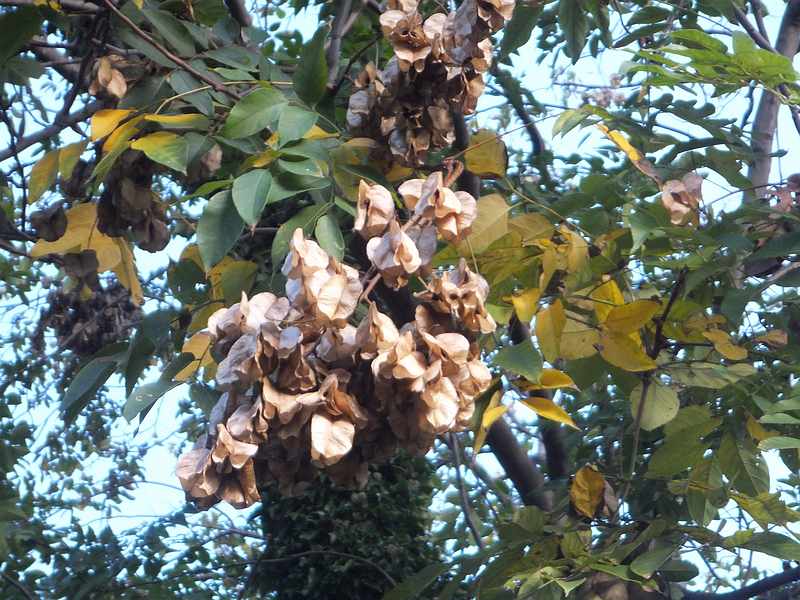 f:id:noyama_ko:20191120205224j:plain f:id:noyama_ko:20191120205224j:plain
