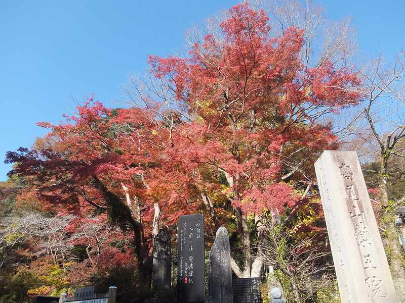 f:id:noyama_ko:20191121182740j:plain f:id:noyama_ko:20191121182740j:plain