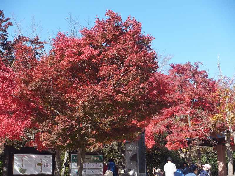 f:id:noyama_ko:20191121183005j:plain f:id:noyama_ko:20191121183005j:plain